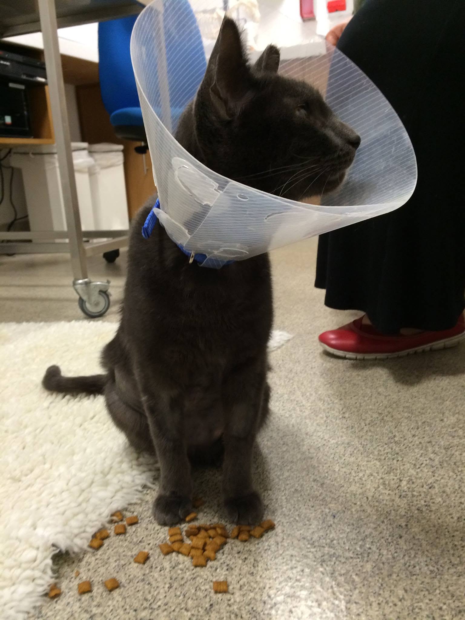 Boris recovering after his accident